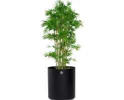 Grow Planter Ø54 | Lava Grey/ Light Grey