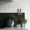 Salvia Slev